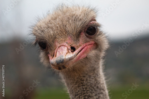 Ostrich funny face in the zoo © NIKOS