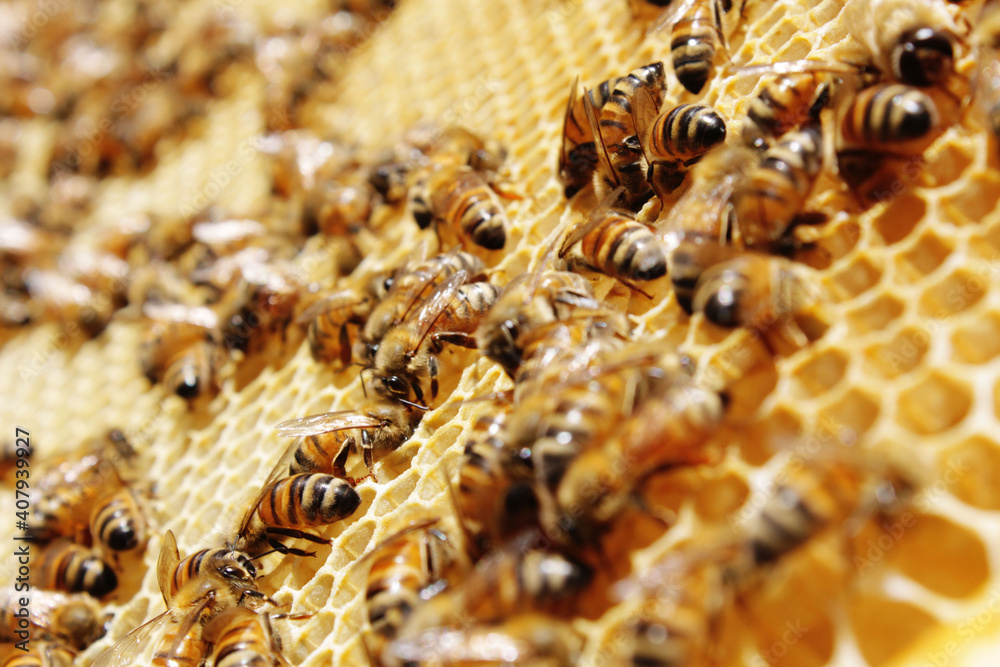Abejas en panal Abejas en panal