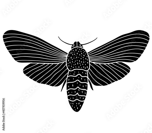 Night moth butterfly. Black hand drawn vector illustration.