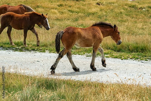 Young foal of a herd of wild horses in the Andorran Pyrenees enjoying the wildlife