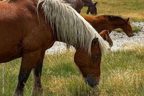 Herd of wild horses in the Andorran Pyrenees enjoying the wildlife