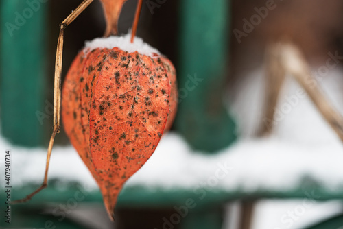 Orange Physalis plant in winter, covered with snow © Алексей Лымарчук