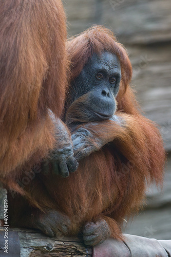 Sad orangutan at the zoo © IvSky