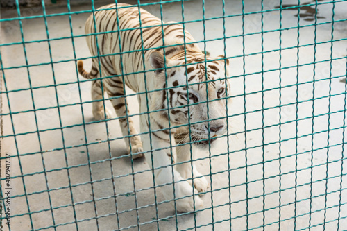 Photo White beautiful majestic tiger in captivity.