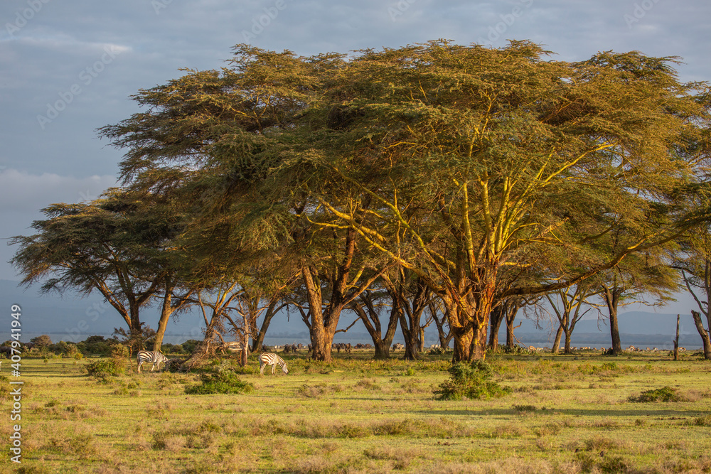 Obraz premium Acacia Trees in Lake Naivasha, Kenya