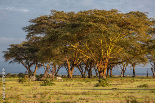 Acacia Trees in Lake Naivasha, Kenya