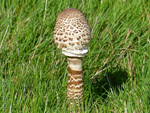 Young Parasol Mushroom On A Meadow, Macrolepiota Procera