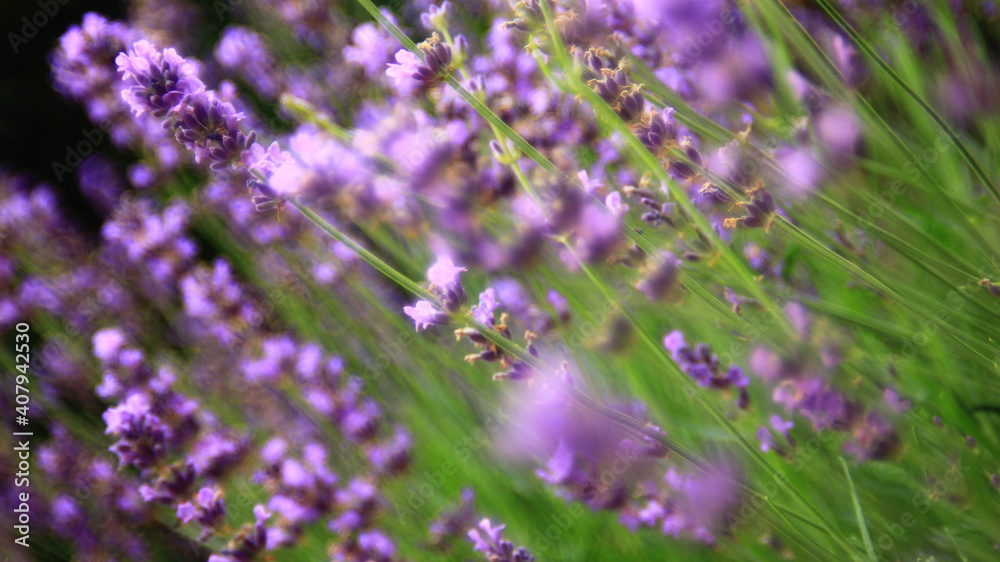 Obraz premium Flowers Of Lavender In The Summer