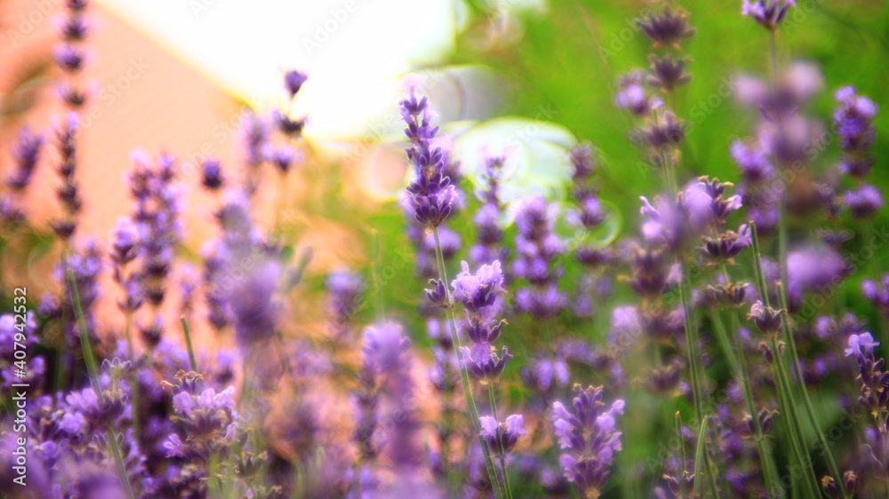 Obraz premium Flowers Of Lavender In The Summer