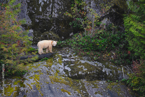 Endearing white spirit bear (Ursus americanus kermodei) standing in the middle of wild plants photo