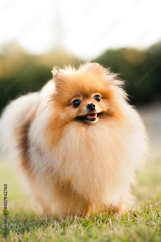 Zverg Spitz, Pomeranian puppy posing on grass Zverg Spitz, Pomeranian puppy posing on grass