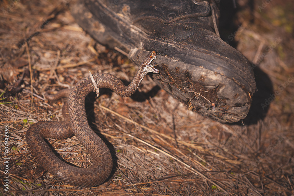 A closeup of a venomous snake that gnaws at a man's boot with venomous teeth. The common viper, a dangerous poisonous snake, lives in the European part. Toned A closeup of a venomous snake that gnaws at a man's boot with venomous teeth. The common viper, a dangerous poisonous snake, lives in the European part. Toned