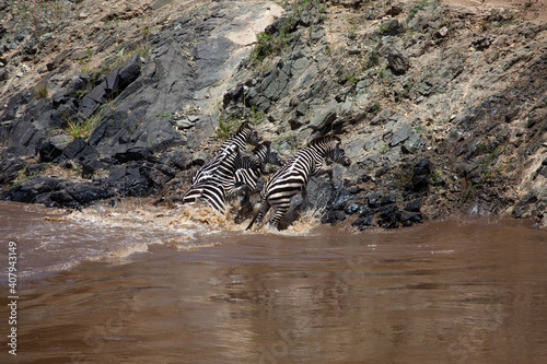 Zebras crossing Mara River in Masai Mara Game reserve in Kenya.