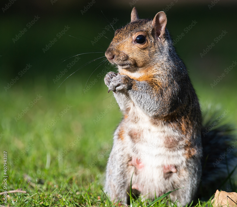 Female grey squirrel Female grey squirrel