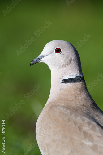 Collared Dove portrait © Rob