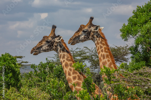 Giraffe in the wilderness of Kenya