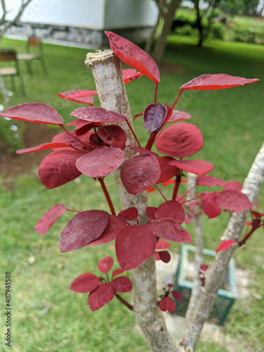 Vertical close-up shot of red-leaved scumpia blossoming in the homeyard photo