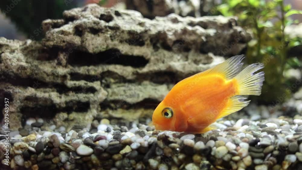golden decorative fish in an aquarium on a background of green underwater plants and stones golden decorative fish in an aquarium on a background of green underwater plants and stones