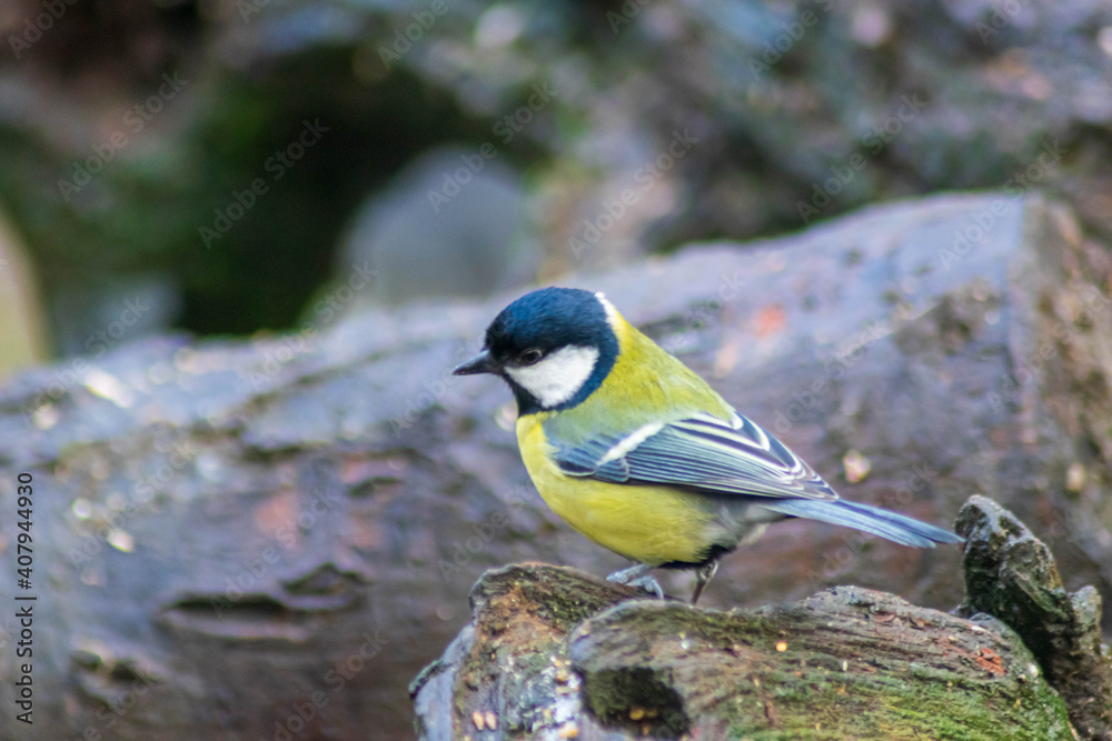 Obraz premium Great tit