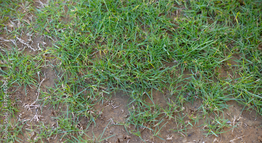 A Green Grass on the Ground A Green Grass on the Ground