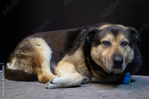 A beautiful stray dog in Athens