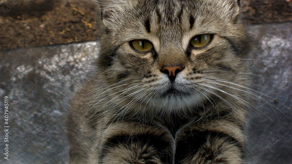 Obraz premium cat