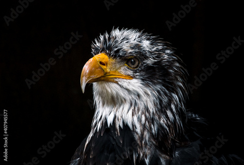 juvenile bald eagle