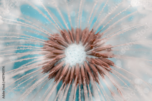 natural background with dandelion seeds  dandelion on a blue background