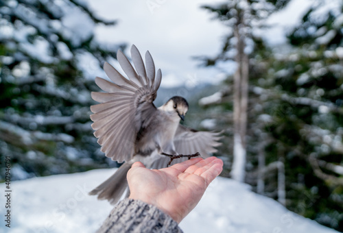 Ein zutraulicher Vogel landet auf der Suche nach etwas Essbarem auf der Hand eines ruhigen Beobachters. Mount Rainier Nationalpark, USA.