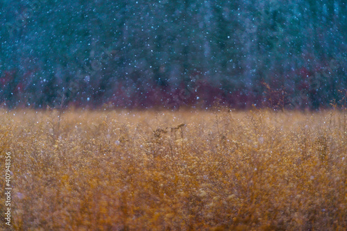 Landscape in a meadow with snow