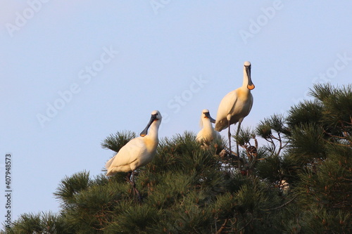 Spoonbills in a tree