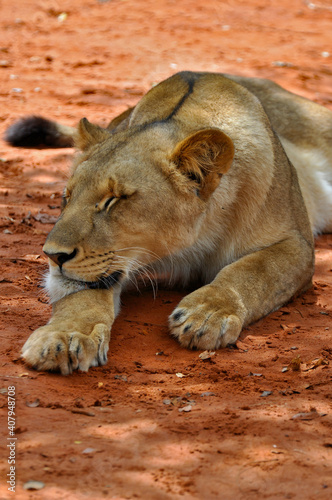 Close up of a young lion laying on the ground and dozing