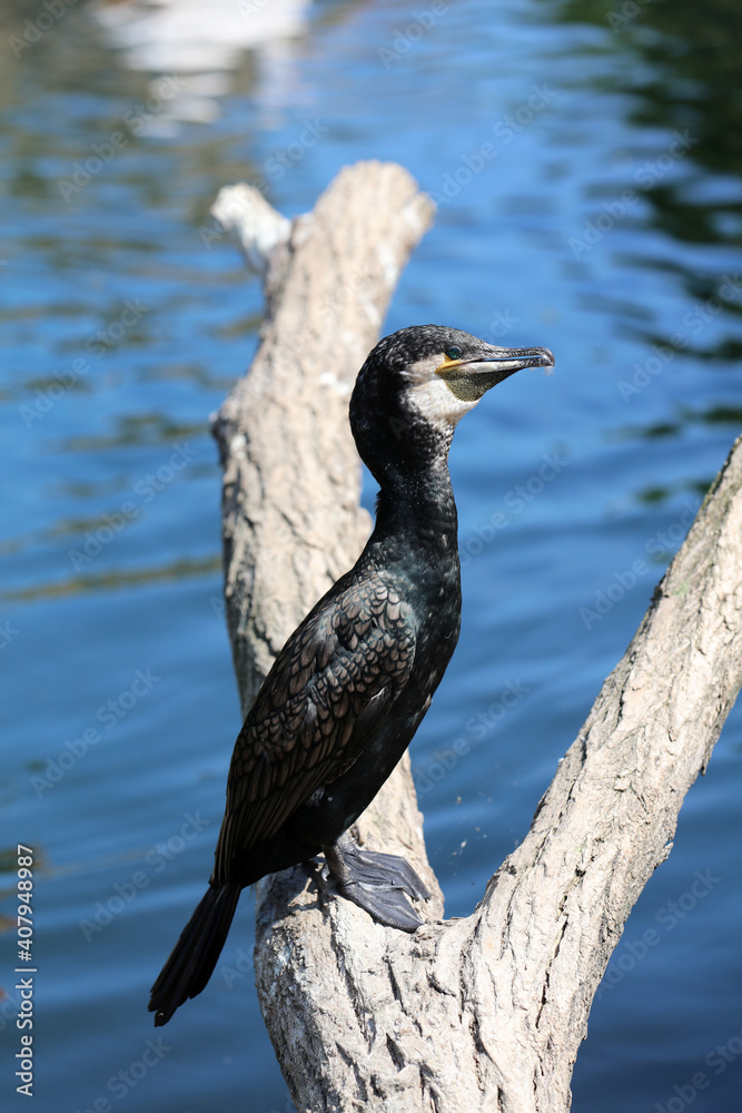 Fototapeta premium Great Cormorant (Phalacrocorax carbo) also called Double-Crested Cormorant closeup