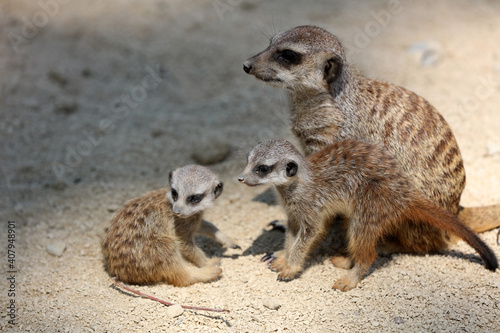 Meerkat or Suricate (Suricata suricatta) Family © Benshot