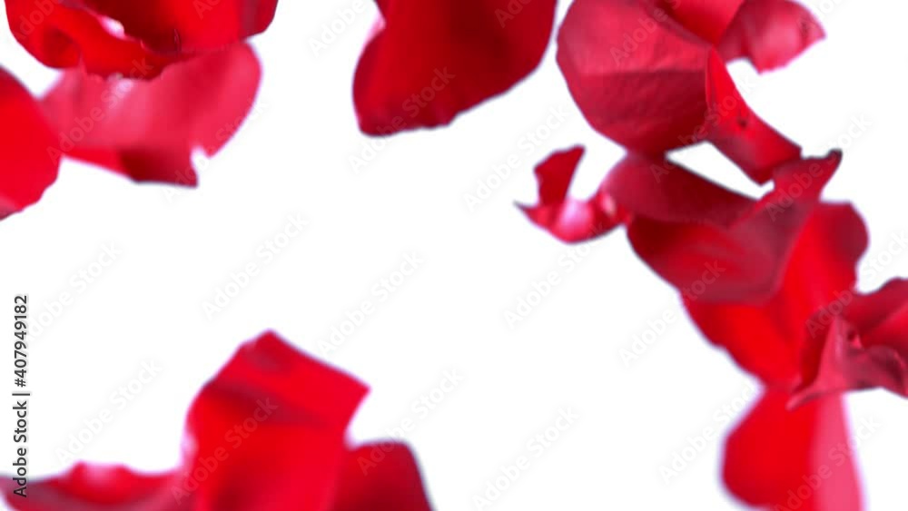 Red Rose Petals Fall on White Background. Super Slow Motion Filmed on High Speed Cinema Camera. Red Rose Petals Fall on White Background. Super Slow Motion Filmed on High Speed Cinema Camera.