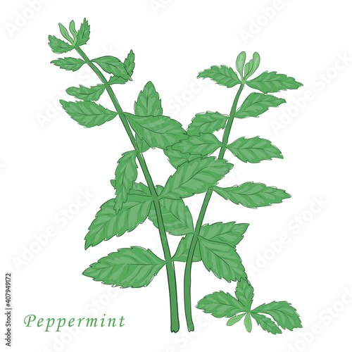 Isolated on White Hand Drawn Mint Herb