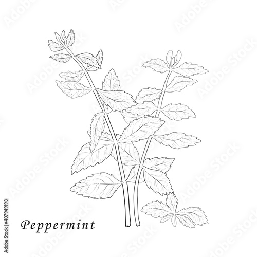Isolated on White Hand Drawn Mint Herb
