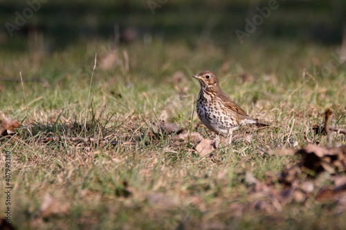 Song thrush (Turdus philomelos) looking for food