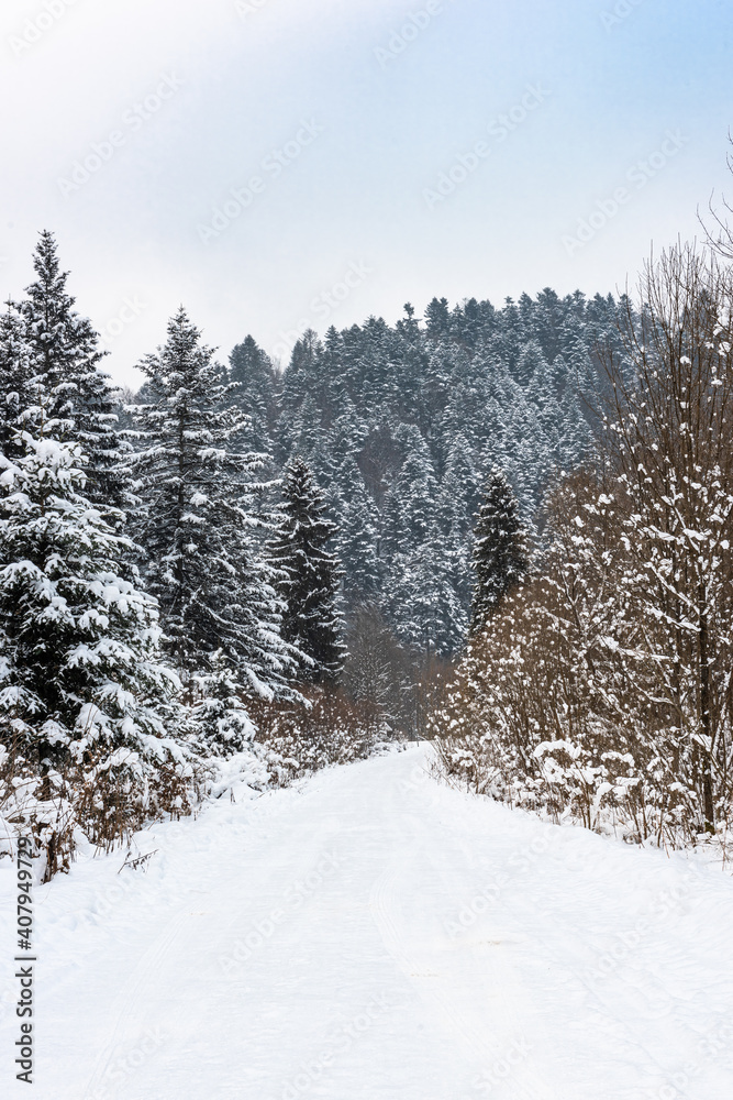 Fototapeta premium Trial Trough Snow Covered Wildernes Forest in Mountains. Bieszczady Park in Poland
