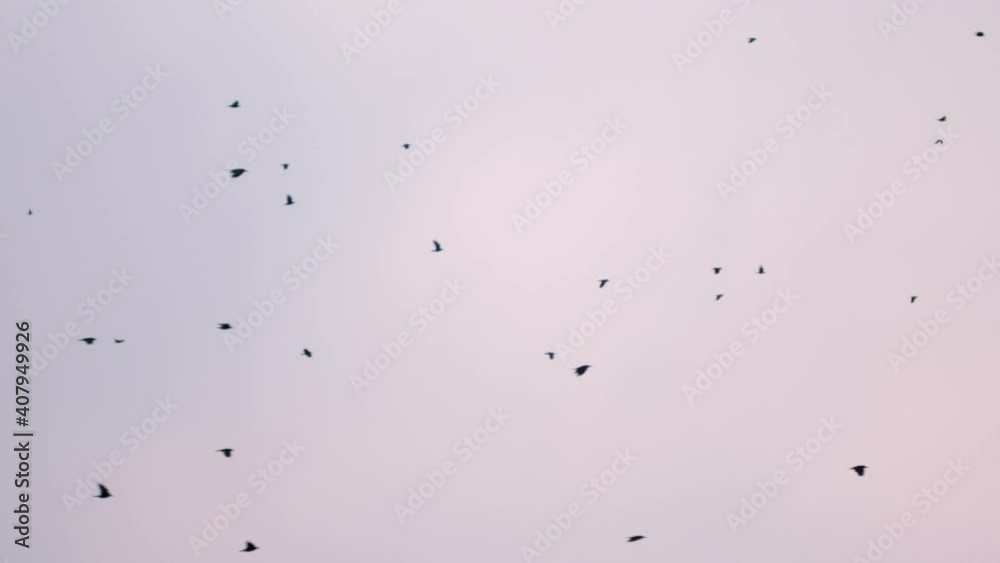 Flock of crows. Many birds flying against sky, Silhouettes of black birds high in the sky Flock of crows. Many birds flying against sky, Silhouettes of black birds high in the sky