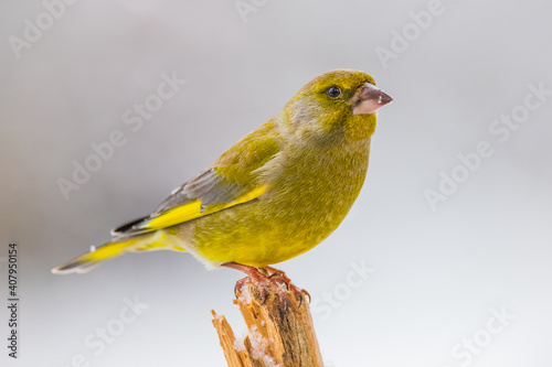 greenfinch sits on a broken tree