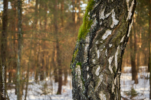 Fototapeta Naklejka Na Ścianę i Meble -  zimowe drzewa