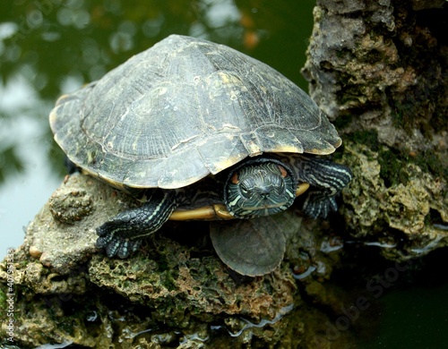 Portrait of a Mother Turtle