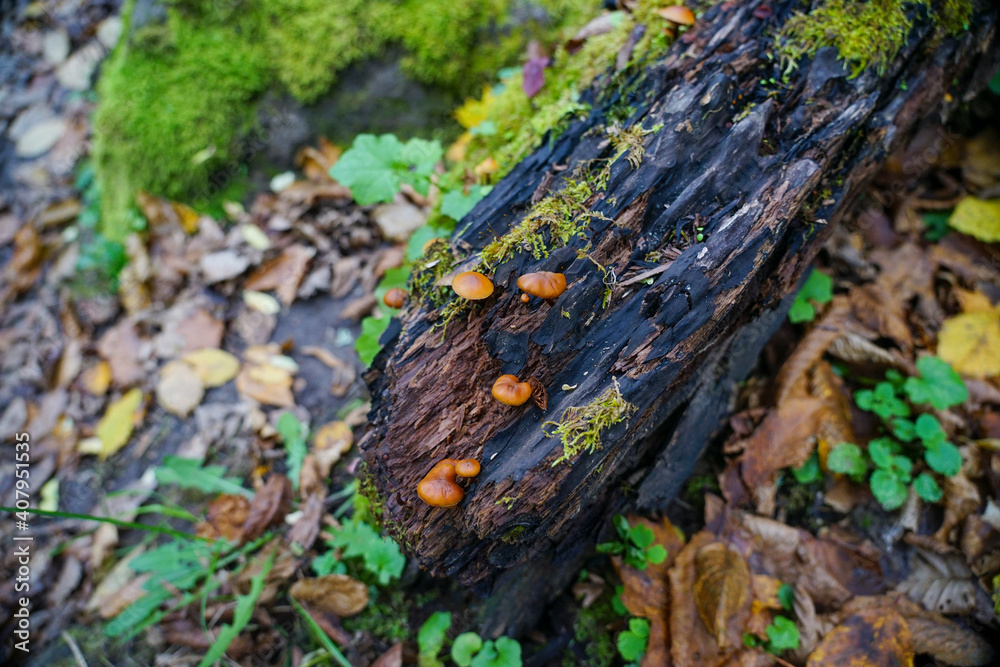 Small mushrooms grow on an old log. A log overgrown with moss Small mushrooms grow on an old log. A log overgrown with moss