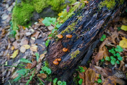 Small mushrooms grow on an old log. A log overgrown with moss