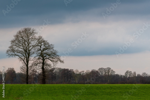 Tree in meadow in stormy weather