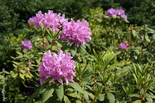 bush of blooming violet rhododendron. spring detail