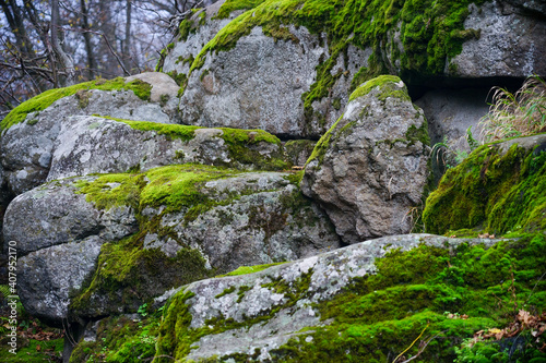 A large stone overgrown with moss lies among the trees. Stone and moss texture