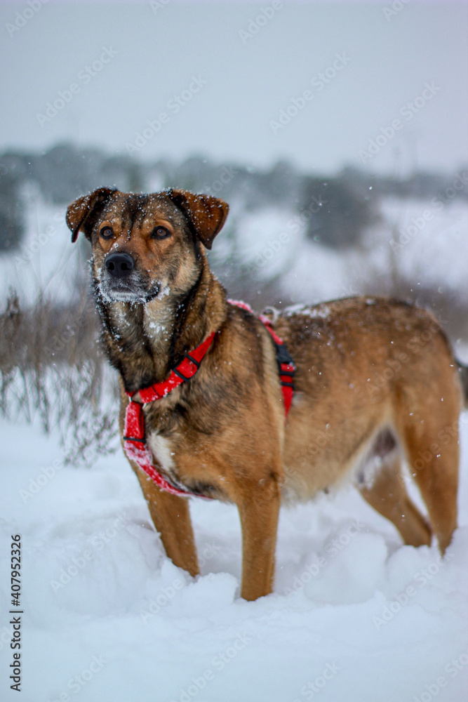 Fototapeta premium dog in snow