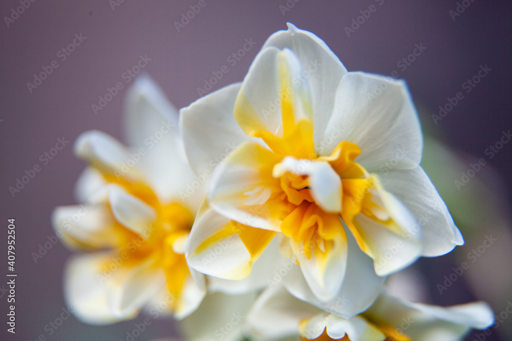 white and yellow daffodil